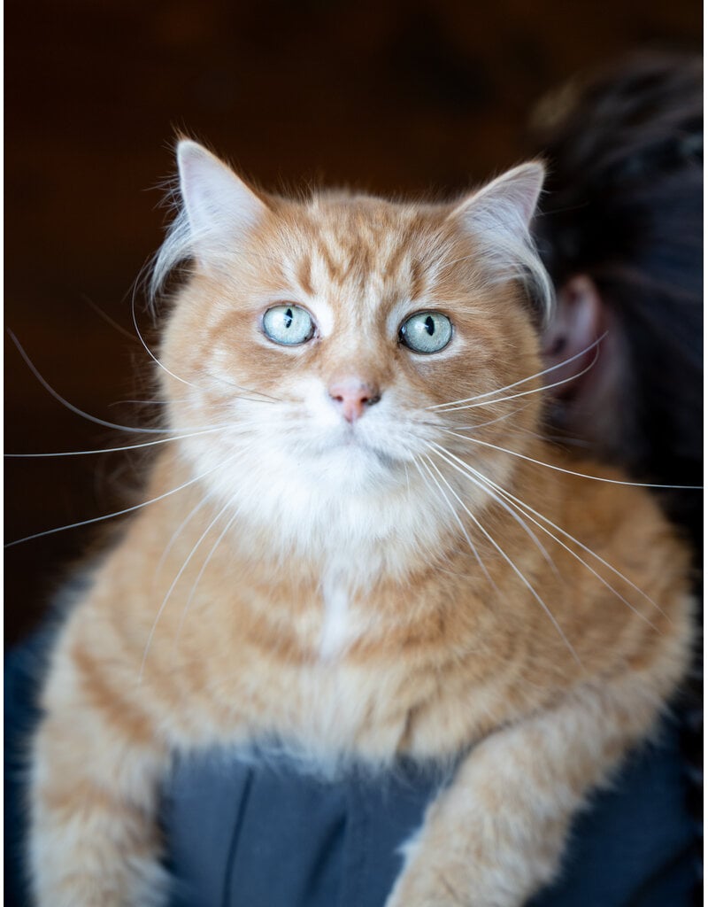 ULI