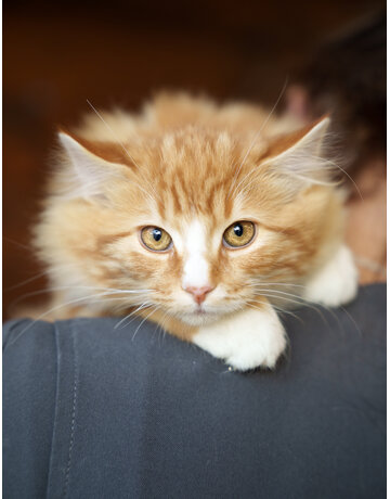 GINO