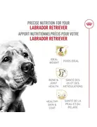 Royal Canin Royal Canin labrador