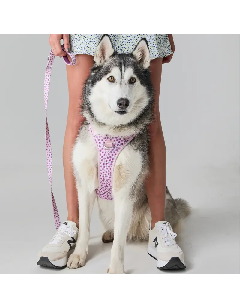 Tella & Stella Tella & Stella harnais avec poigné - violette