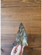 QT dog QT oreilles de buffle d'eau avec poils (5)