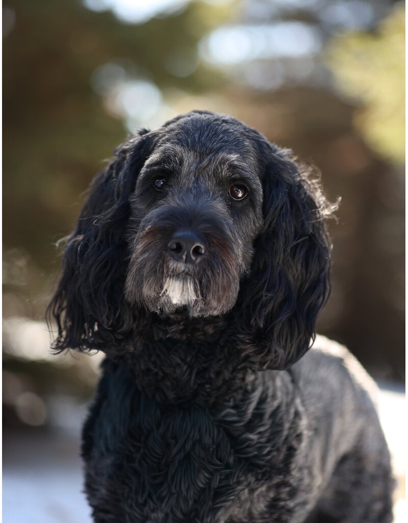 DAISY