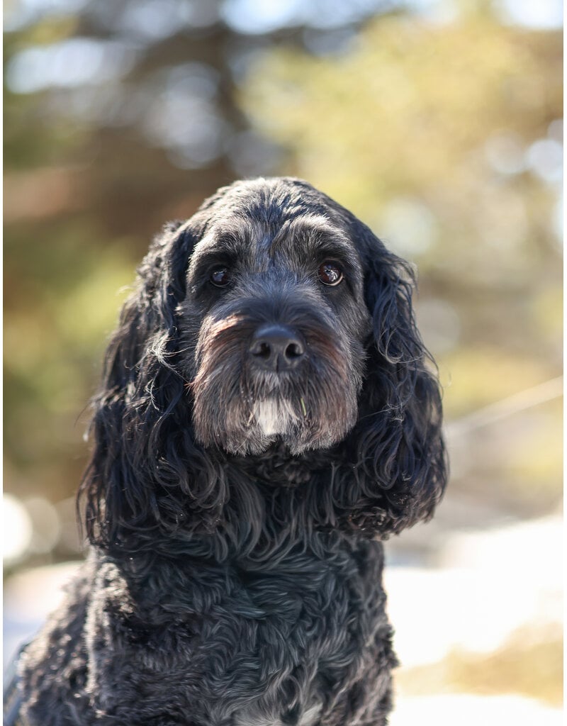 DAISY