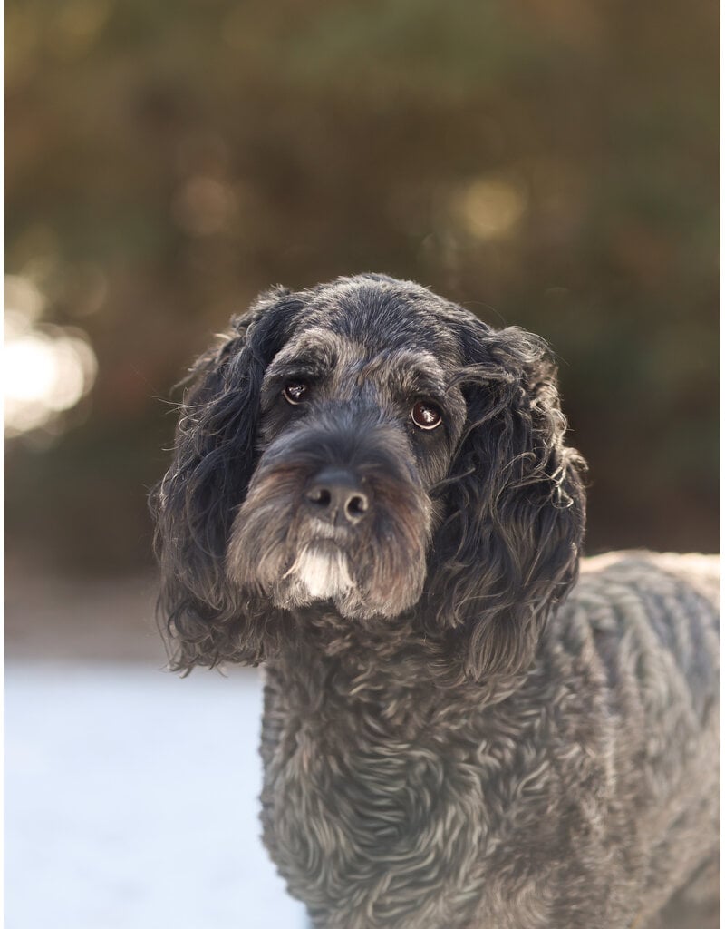 DAISY