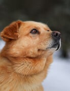 HUBERT