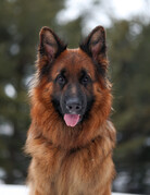 BUCKEY