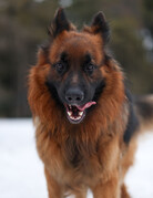 BUCKEY
