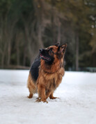 BUCKEY