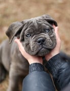 KYLE (bleu)