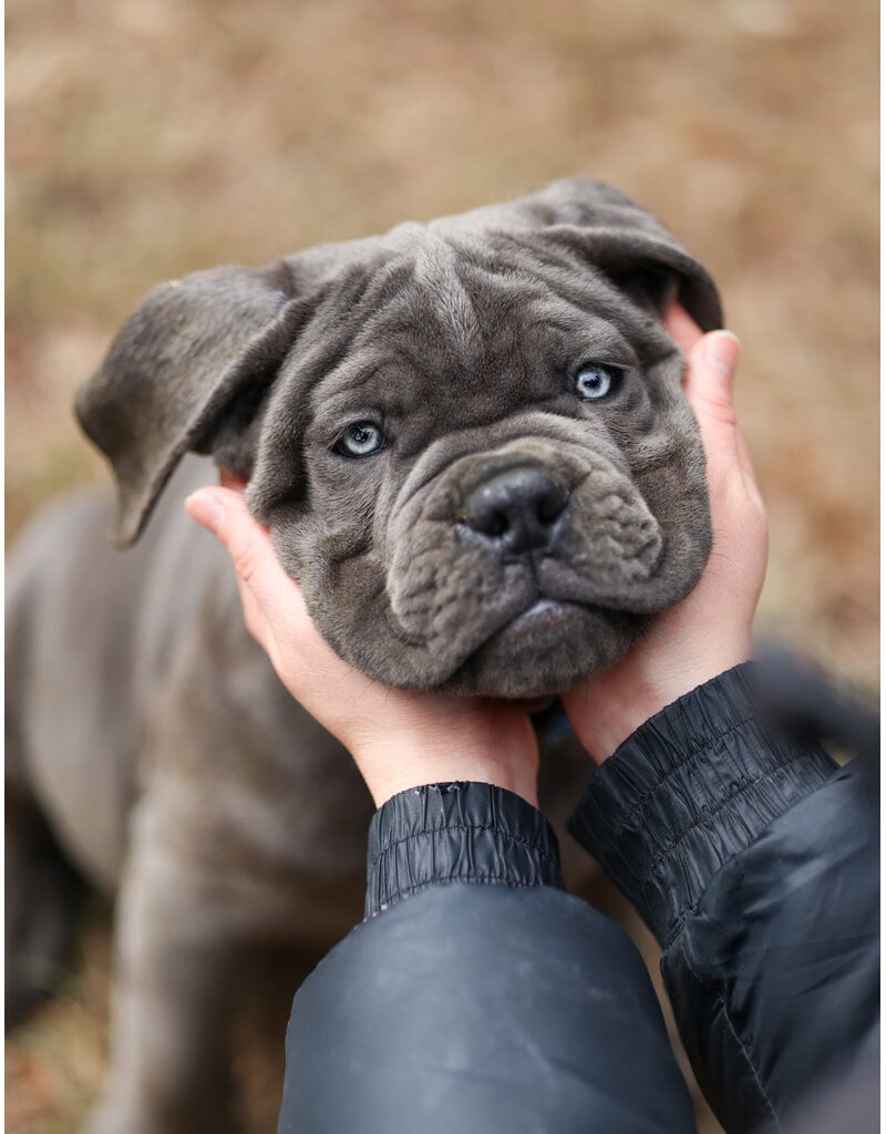 KYLE (bleu)