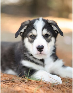 Domaine Animal (bleu)