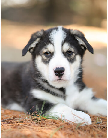 Domaine Animal (bleu)