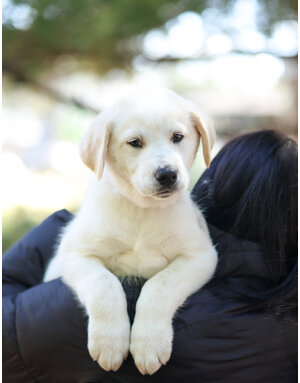 COOPER (orange)