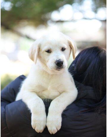 COOPER (orange)