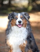 Domaine Animal GEORGE