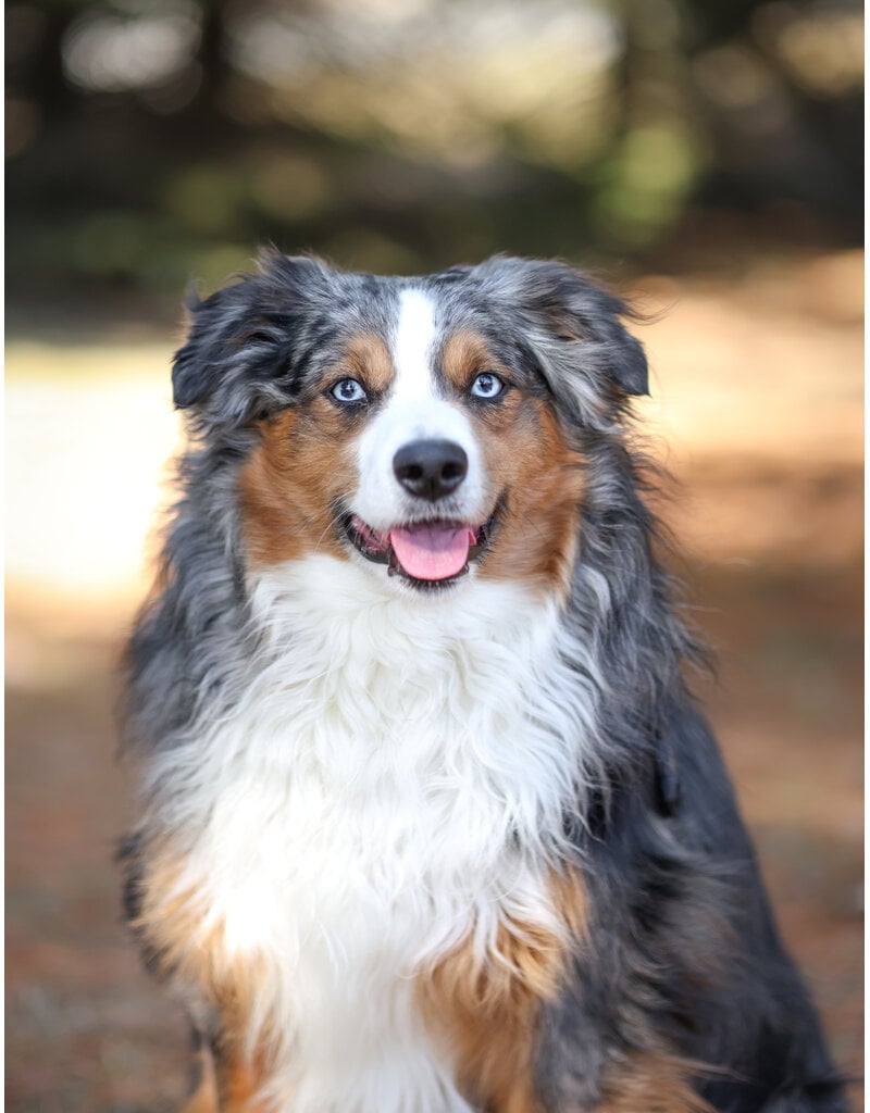 Domaine Animal GEORGE