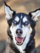 BALTO