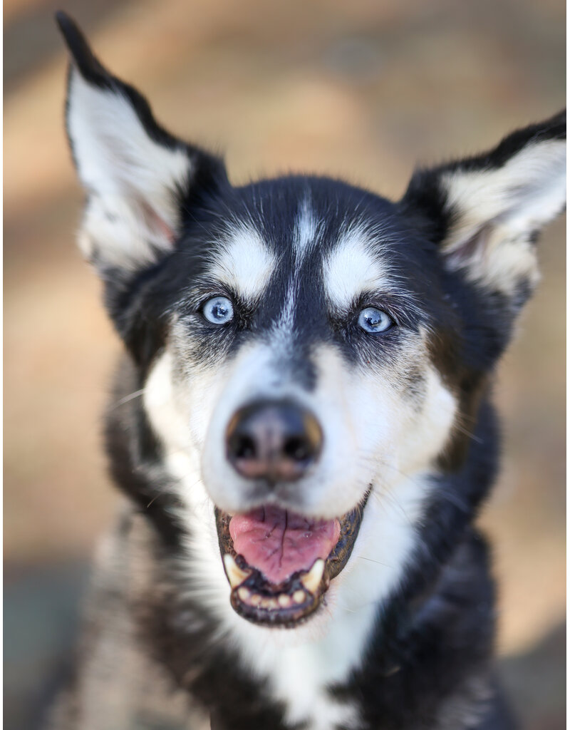 BALTO