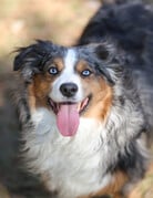 Domaine Animal GEORGE