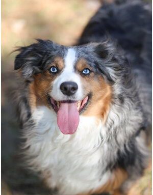 Domaine Animal GEORGE