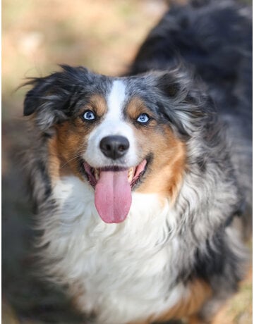 Domaine Animal GEORGE