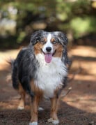 Domaine Animal GEORGE