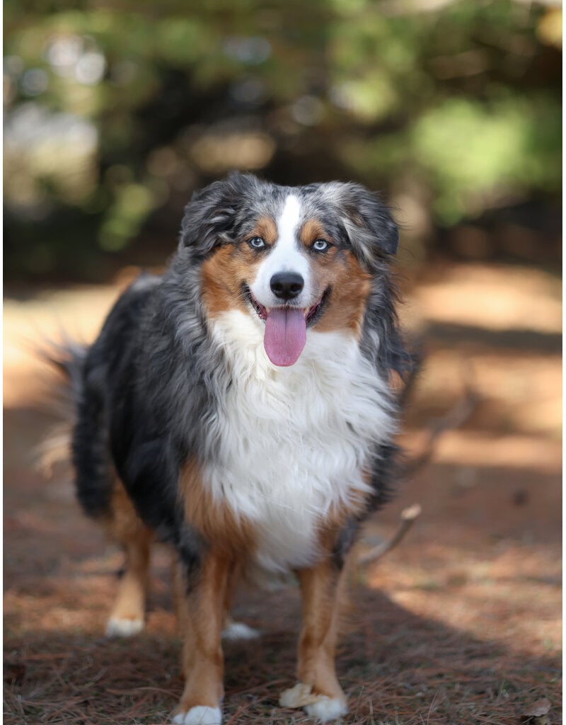 Domaine Animal GEORGE