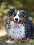 Domaine Animal GEORGE
