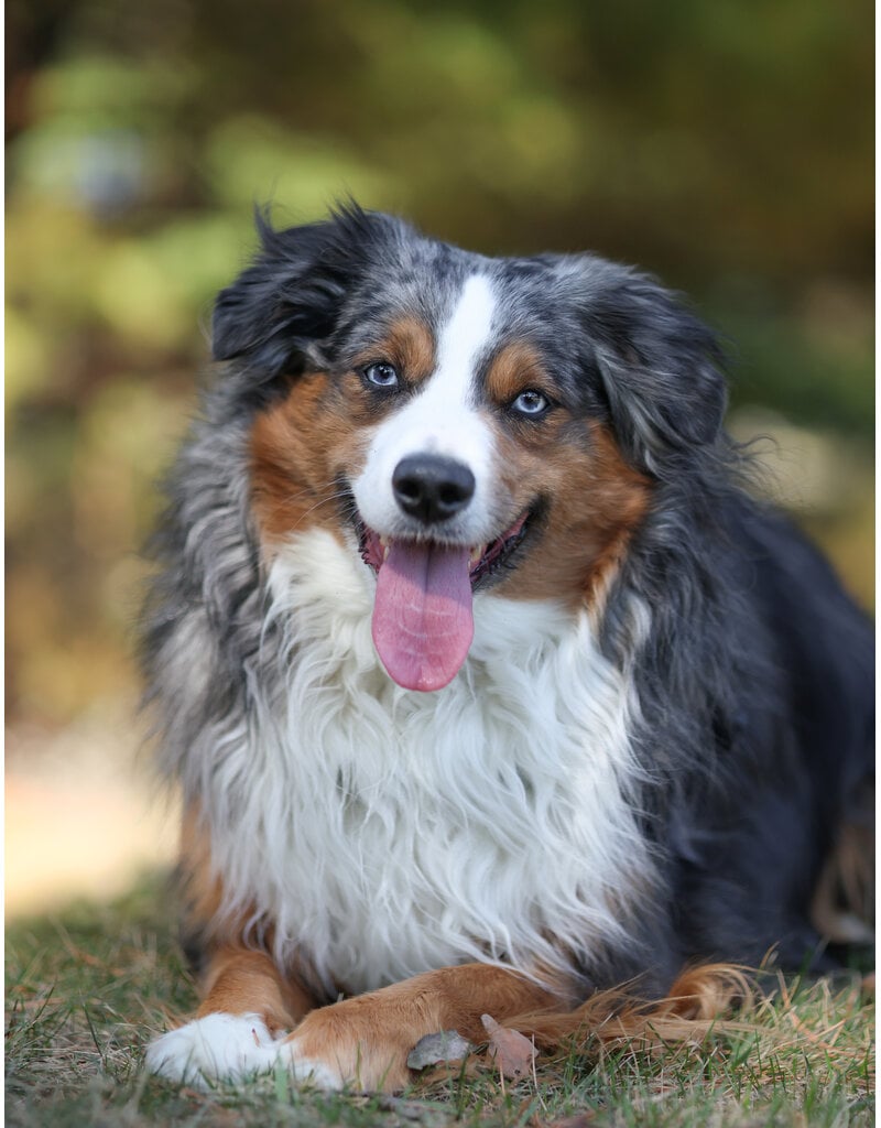 Domaine Animal GEORGE