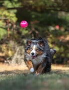 Domaine Animal GEORGE