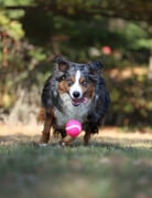 Domaine Animal GEORGE