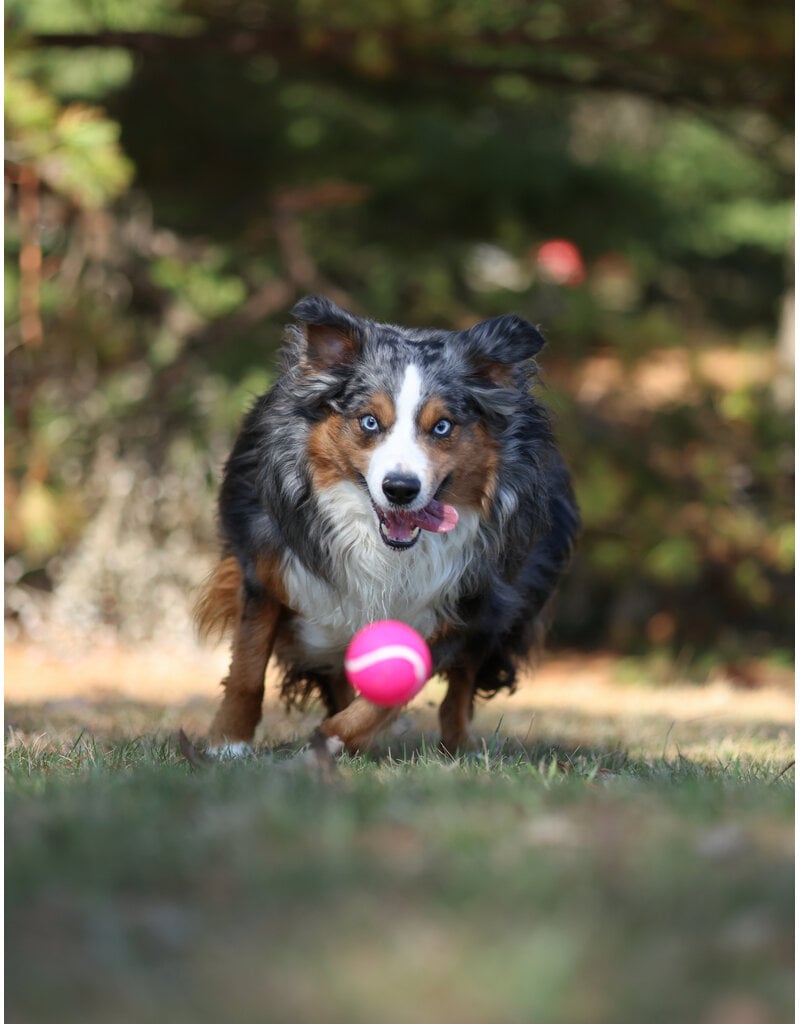 Domaine Animal GEORGE