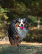 Domaine Animal GEORGE