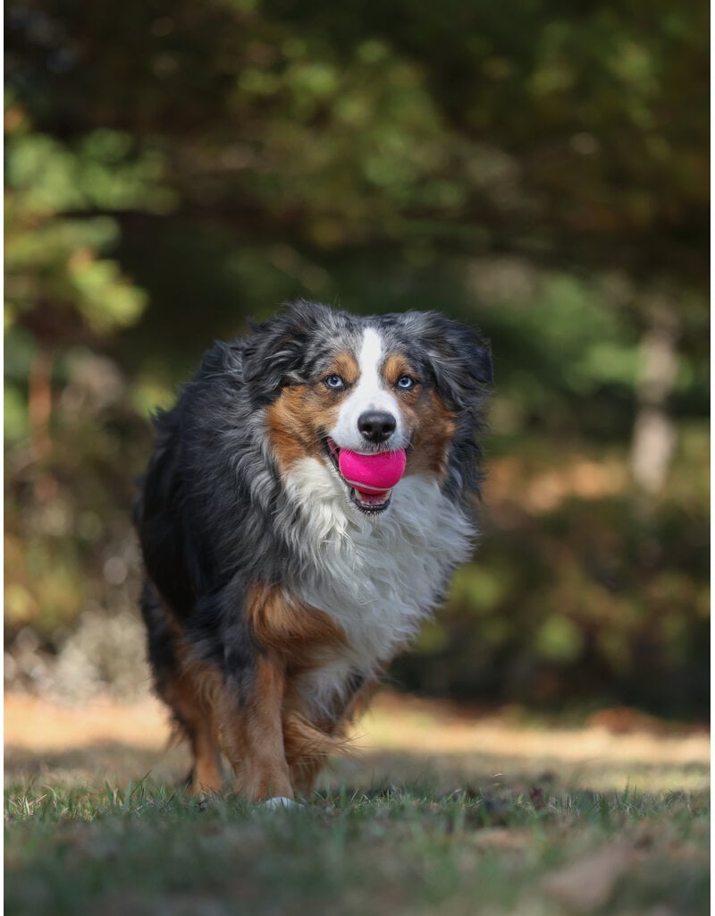 Domaine Animal GEORGE