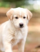 WINNIE