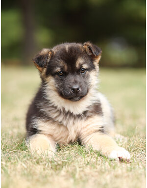 DESBIENS