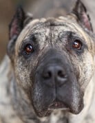 Domaine Animal CENDRILLON
