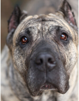 Domaine Animal CENDRILLON