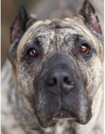 Domaine Animal CENDRILLON
