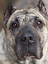 Domaine Animal CENDRILLON