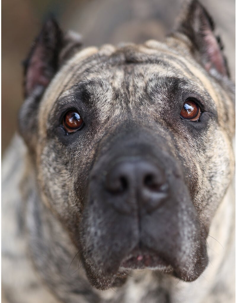 Domaine Animal CENDRILLON