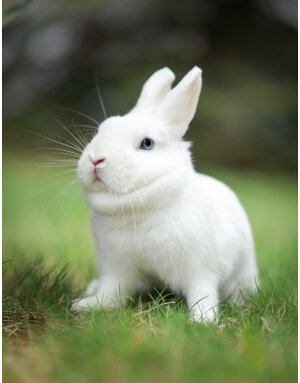 FLUFFY
