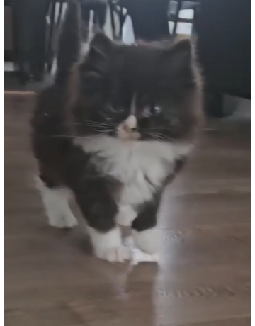 PETER