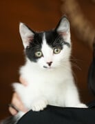 MILO