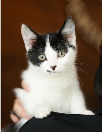 MILO