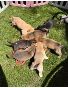 PORTÉE CHIOTS ORPHELINS