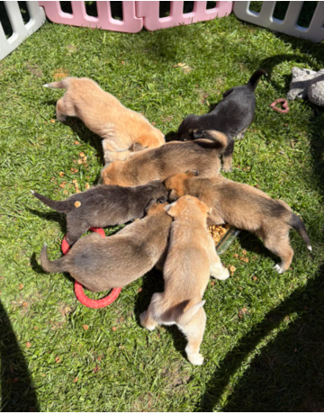 PORTÉE CHIOTS ORPHELINS