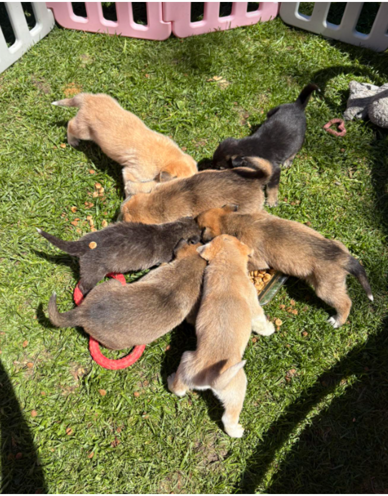 PORTÉE CHIOTS ORPHELINS