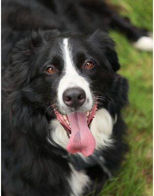 JACK