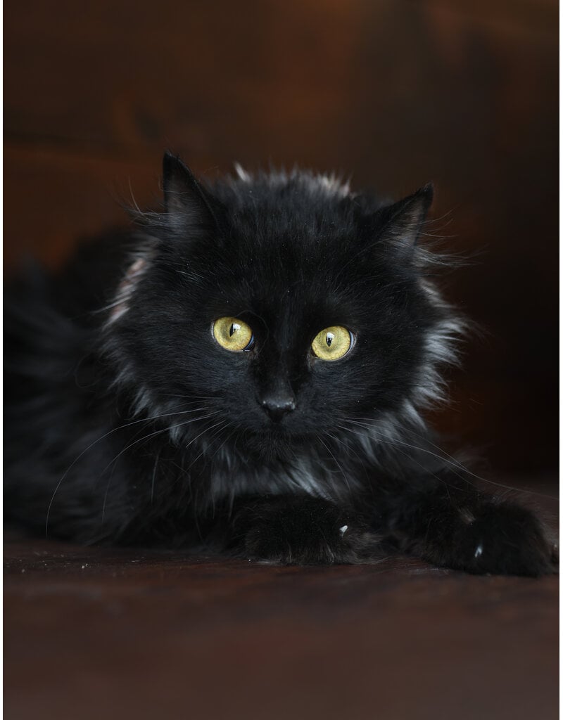 ALICE
